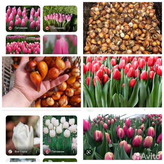 Луковицы тюльпанов