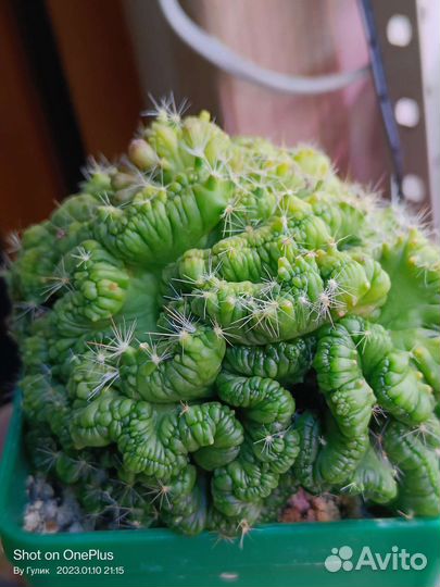 Мамиллярия bocasana monstrosa Fred cristata