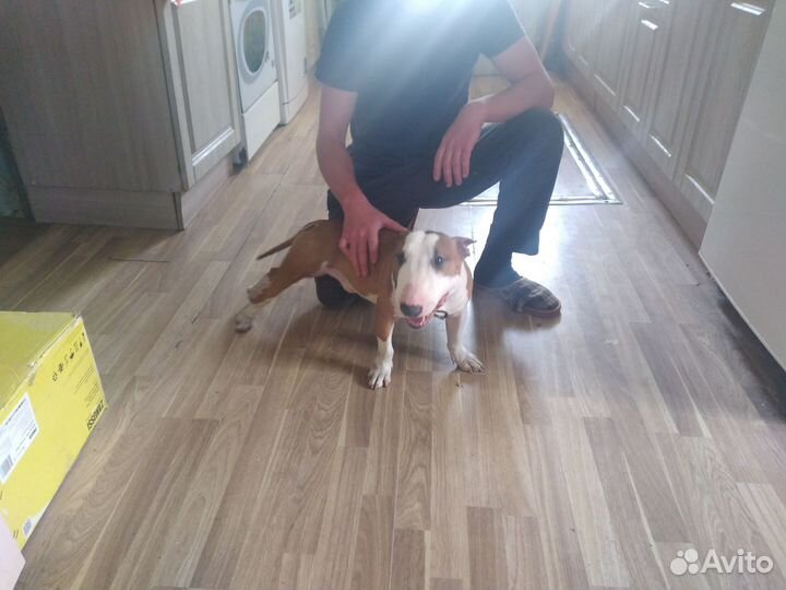 Мини бультерьер вязка