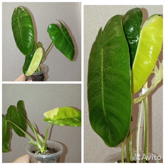 Филодендрон бурле макс вариегатный
