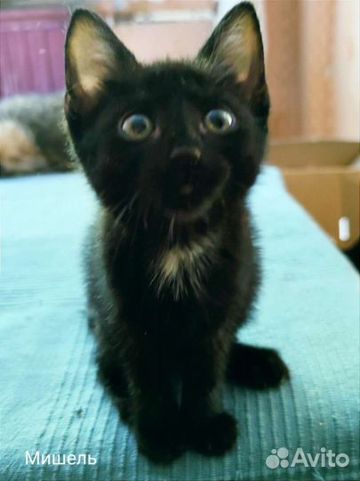 Черный котенок девочка