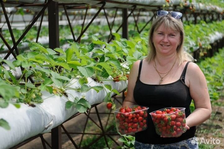 Упаковщик-сборщик, вахта мо