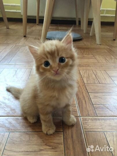 Котята в добрые руки Зеленоград