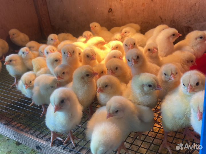 Цыплята бройлеры суточные и подрощенные