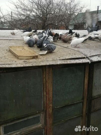 Продажа голубей