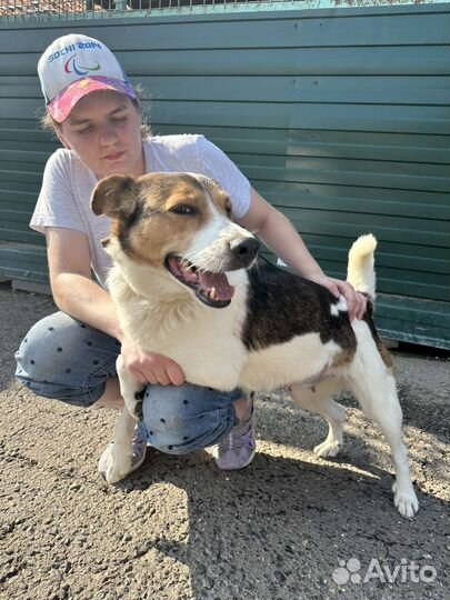 Нежная Веста грустит в приюте