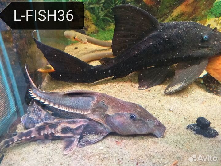 Рыбы для средних (от 100л.) и больших аквариумов