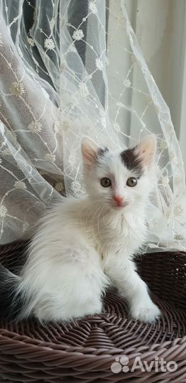 Красивые котята в дар
