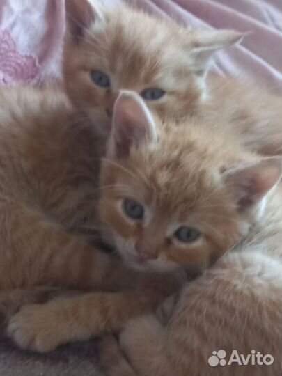 Рыжие котики