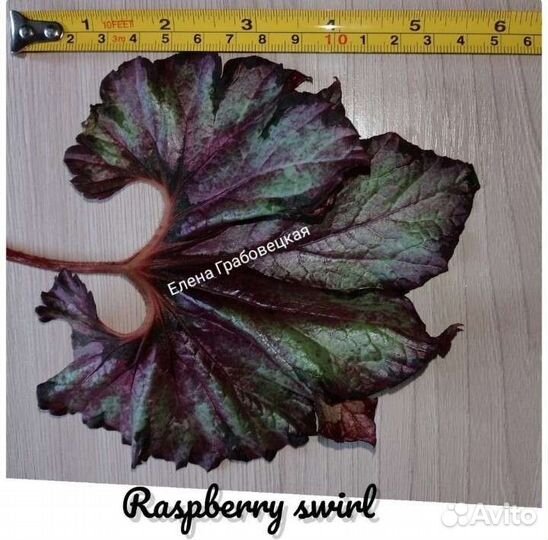 Бегонии. Излишки. Фрагменты с детками