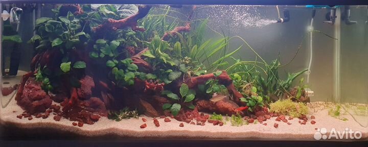 Аквариумные растения и креветки