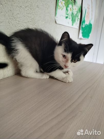 Котенок мальчик ласковый бесплатно