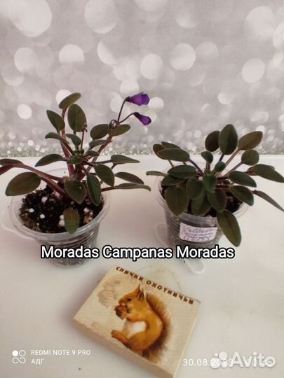 Фиалки набор