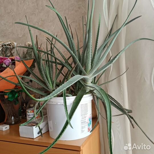 Комнатные цветы алоэ