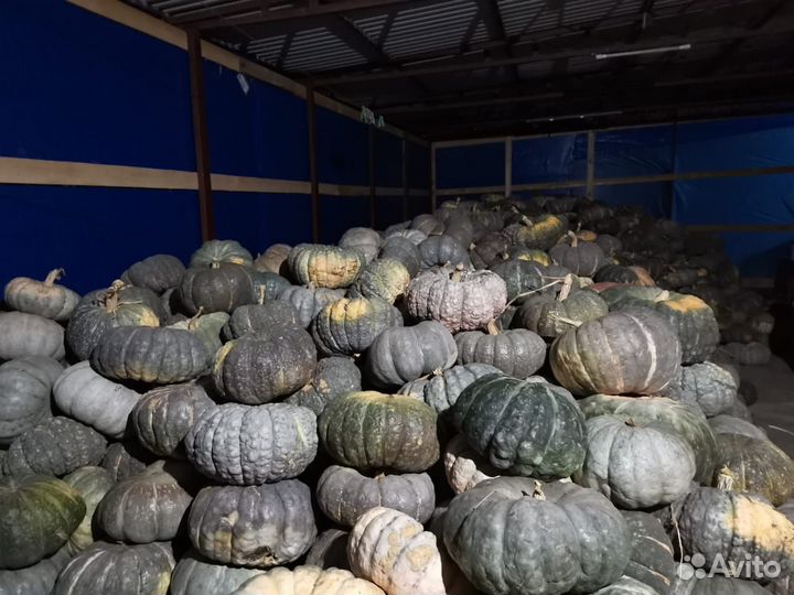 Тыква мраморная