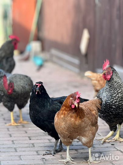 Петухи