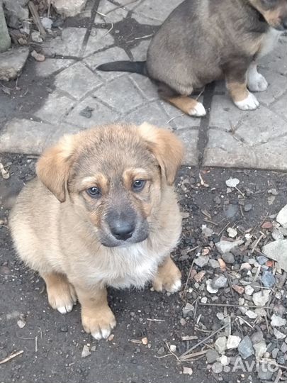 Отдам щенков в добрые руки бесплатно