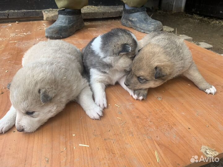 Щенки даром