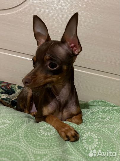 Русский той-терьер вязка