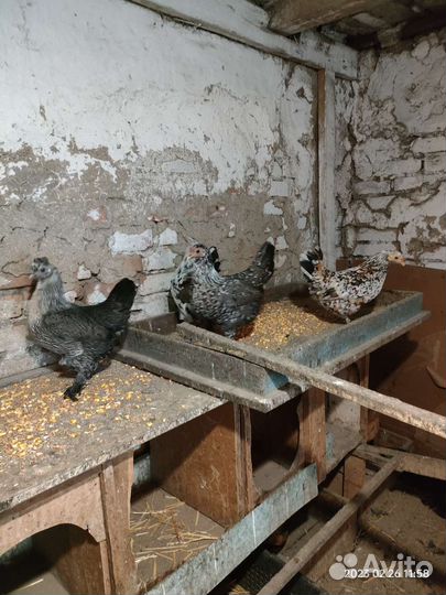 Куры домашние