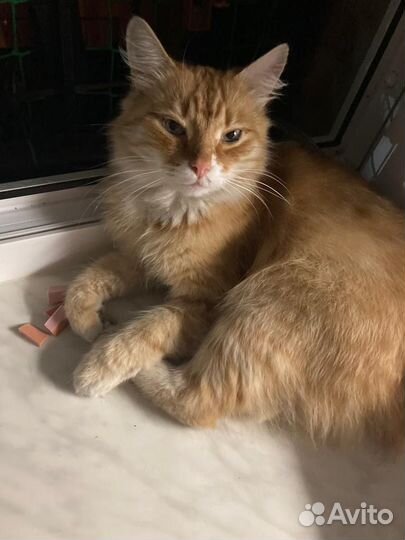 Котик ищет дом