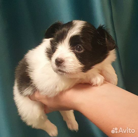 Папийон Девочка