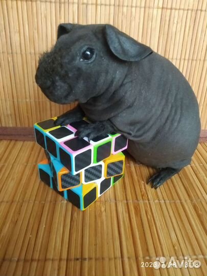 Морская супер свинка Скинни. Малышка