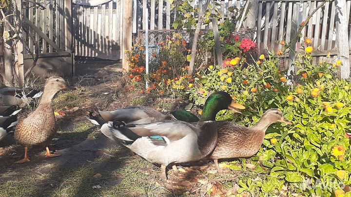 Дикие подсадные утки