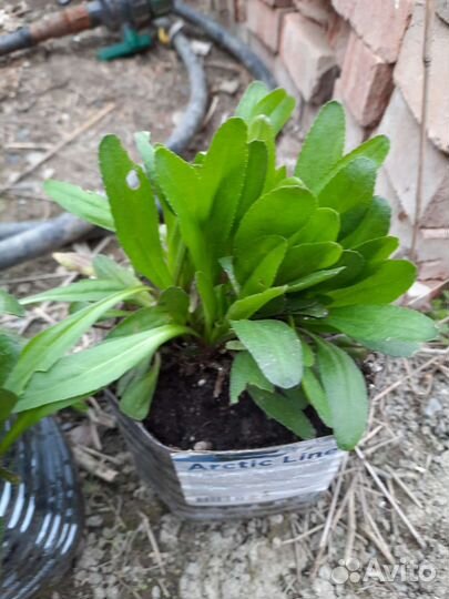 Ромашка махровая, белая, куст, поздняя