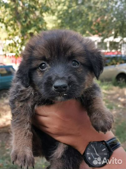 Щенок в добрые руки