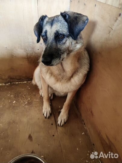 Простая собака таких не выбирают, но это целый мир