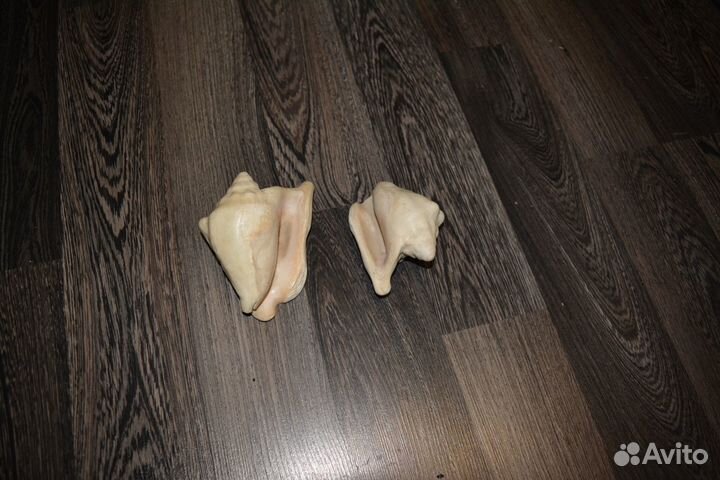 Морские раковины - 2шт