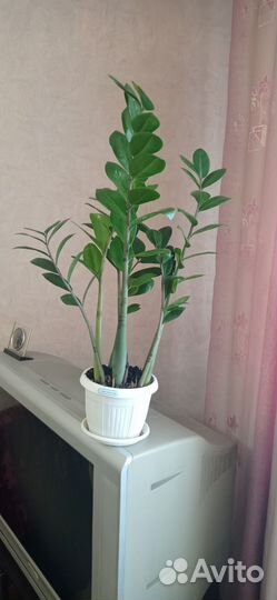 Замиокулькас