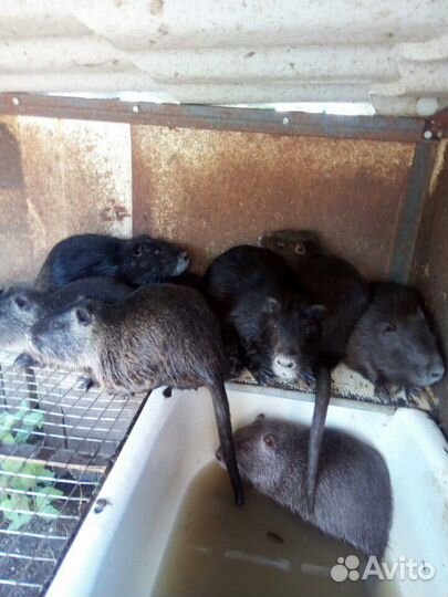 Нутрии различного возраста