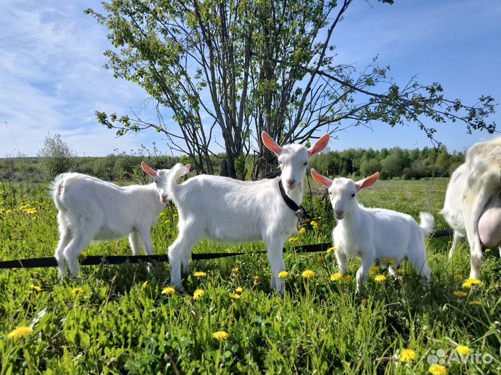Продам козлят