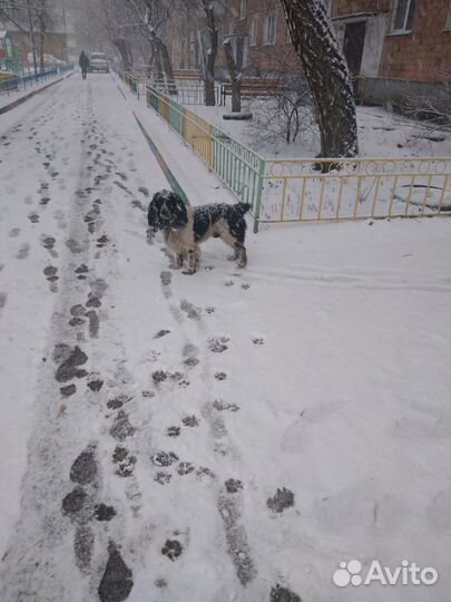 Русский спаниель вязка
