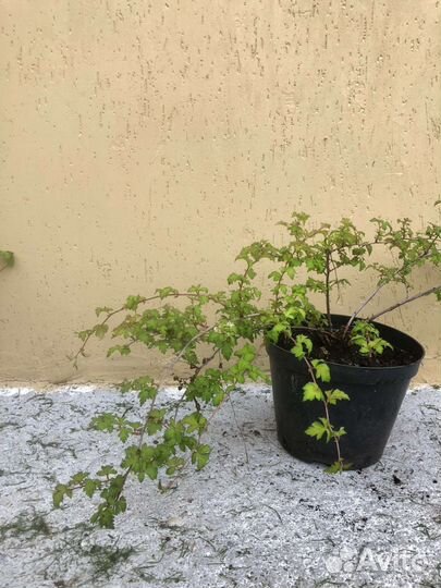 Многолетние садовые кустарники и цветы