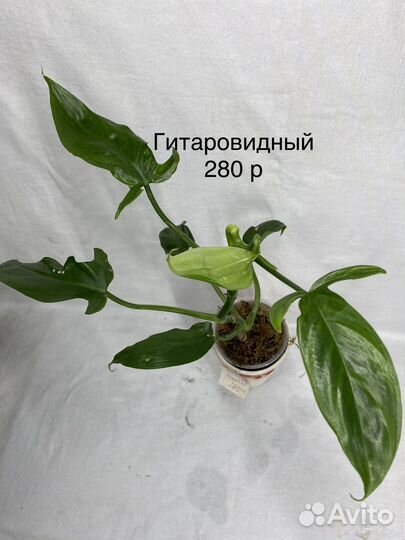 Филодендрон