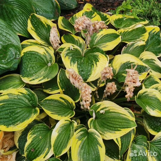 Хоста гиганская