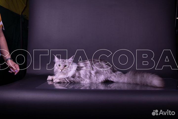 Котята мейн-кун