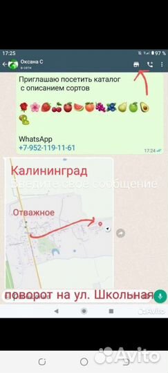 Персики саженцы в наличии информация в тексте