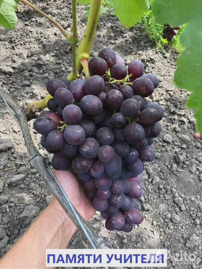 Саженцы и черенки винограда