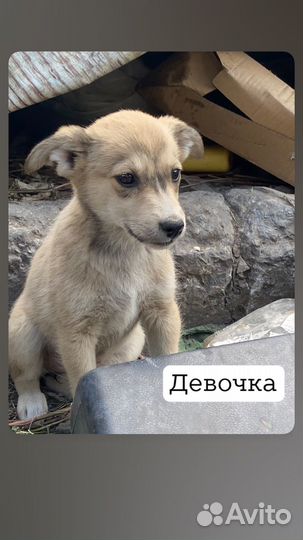 Щенки бесплатно