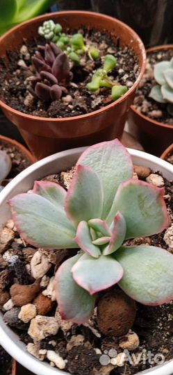Эхеверия Секунда вариегатная