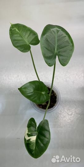 Алоказия детки