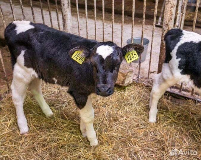 Бычки телята