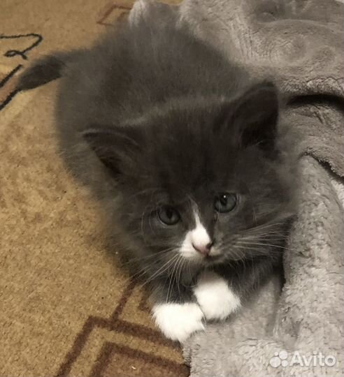 Котята в добрые руки даром