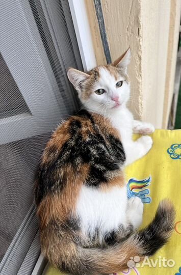 Кошка котенок