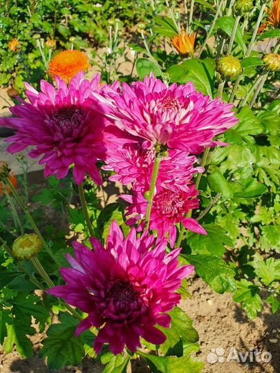 Хризантемы Корейские Цветут