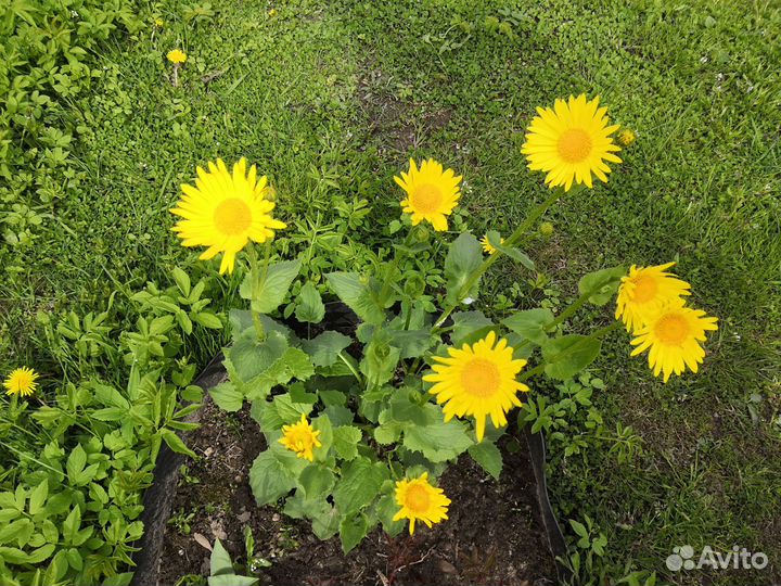 Цветы для дачи